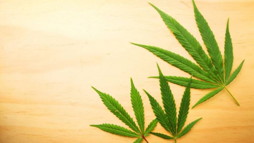 Marihuana medyczna coraz popularniejsza w leczeniu